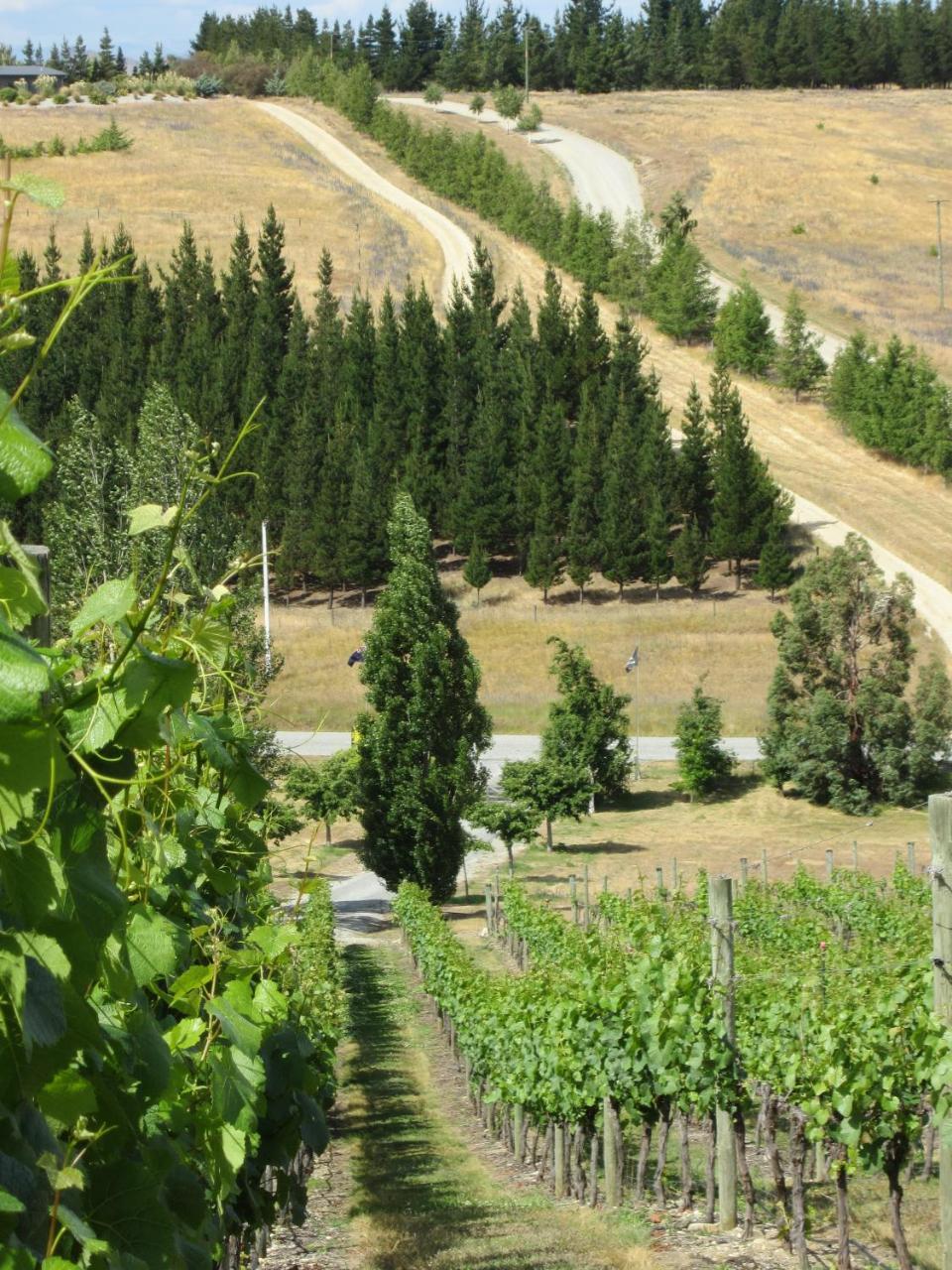 Hawkdun Rise Vineyard & Accommodation Alexandra Exterior photo